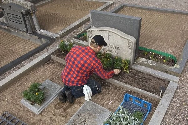 Gardener planting flowers on grave in graveyard, Tierp, Uppsala, Sweden