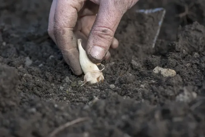 Framed Print : Gardener planting Fuchsia (Fuchsia sp. ) bulbs in garden, close-up of hand, Chipping, Lancashire, England, April Framed Print : Gardener planting Fuchsia (Fuchsia sp. ) bulbs in garden, close-up of hand, Chipping, Lancashire, England, April