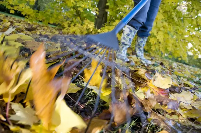 Framed Print : Gardener raking up fallen leaves with garden leaf rake, England, october Framed Print : Gardener raking up fallen leaves with garden leaf rake, England, october