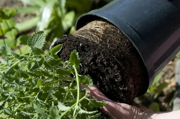 Framed Print : Gardener removing plant from pot, for planting in garden, Norfolk, England, may