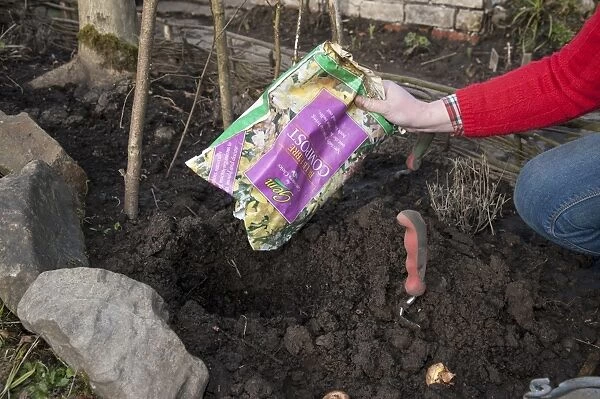Gardener tipping bulb fibre compost into hole, ready for planting flower bulbs, Chipping, Lancashire, England, April