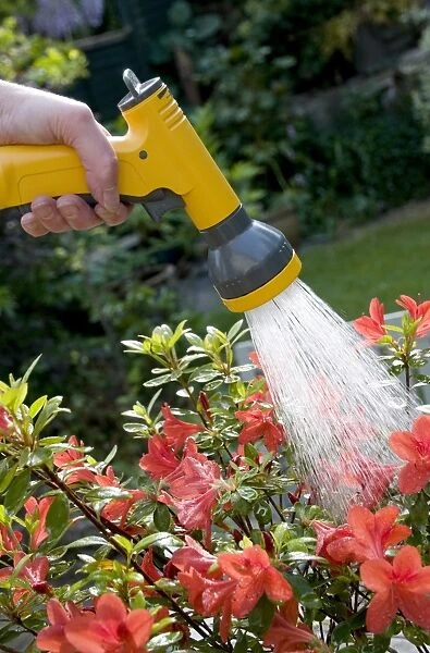 Gardener watering Azalea (Rhododendron sp. ) in garden with hose, Norfolk, England, may