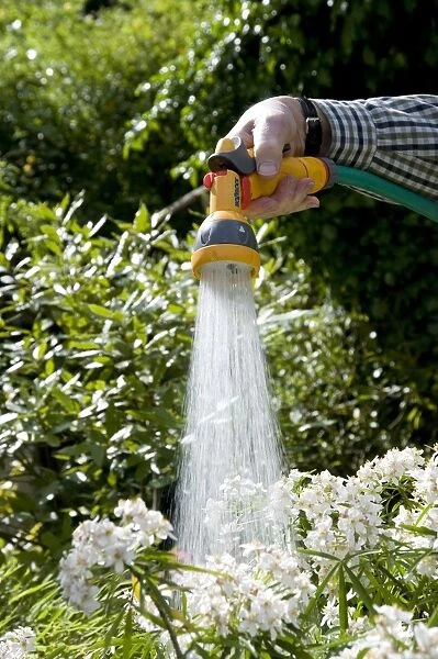Gardener watering plants in garden with hose, Norfolk, England, may