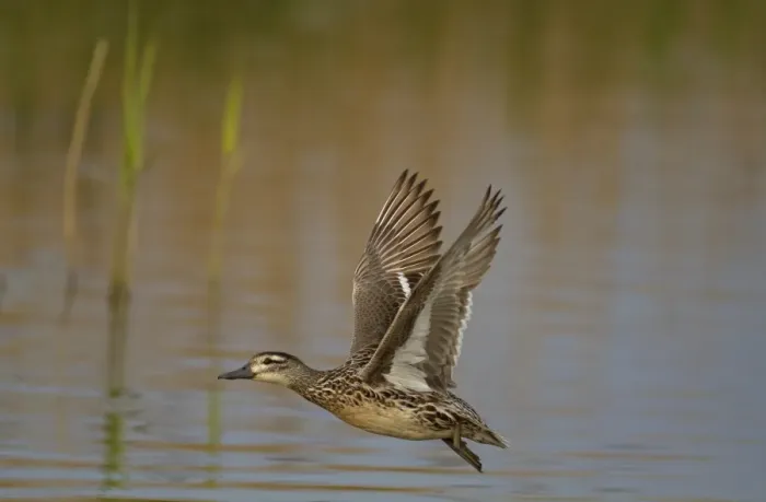 Framed Print : Garganey (Anas querquedula) adult female, in flight over water, Norfolk, England Framed Print : Garganey (Anas querquedula) adult female, in flight over water, Norfolk, England