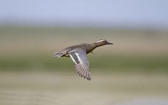 Framed Print : Garganey (Anas querquedula) adult male, in flight, Norfolk, England Framed Print : Garganey (Anas querquedula) adult male, in flight, Norfolk, England