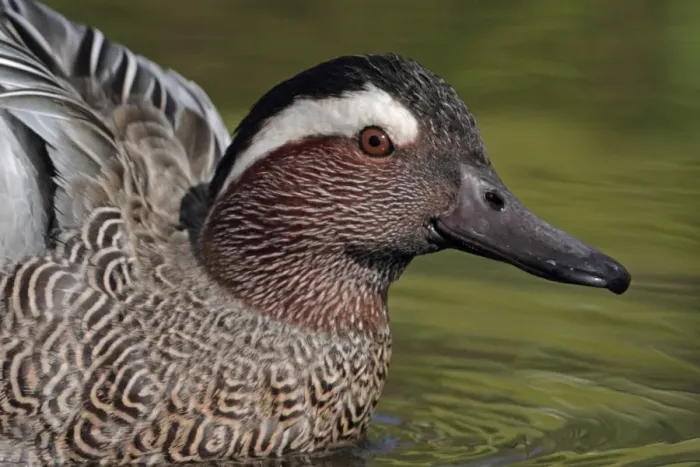 Framed Print : Garganey (Anas querquedula) adult male, close-up of head, on water, England, march (captive) Framed Print : Garganey (Anas querquedula) adult male, close-up of head, on water, England, march (captive)