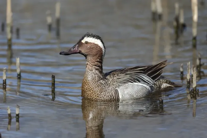 Framed Print : Garganey (Anas querquedula) adult male, swimming, Warwickshire, England, April Framed Print : Garganey (Anas querquedula) adult male, swimming, Warwickshire, England, April