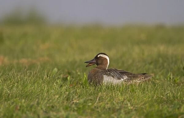 Garganey (Anas querquedula) adult male, quacking, sitting on grass, Norfolk, England