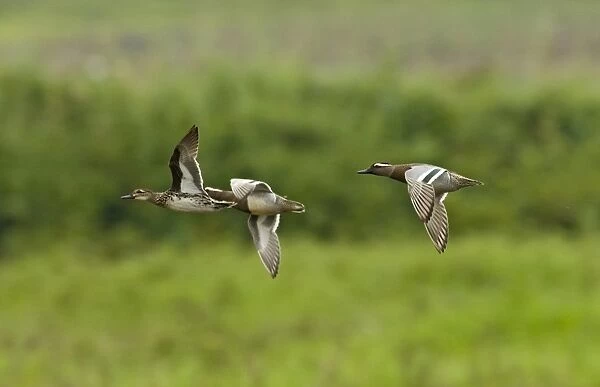 Garganey (Anas querquedula) adult males and female, wintering migrants, in flight, Candaba Marsh, Luzon Island, Philippines