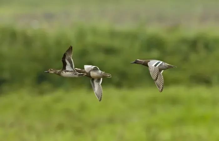 Framed Print : Garganey (Anas querquedula) adult males and female, wintering migrants, in flight, Candaba Marsh, Luzon Island, Philippines Framed Print : Garganey (Anas querquedula) adult males and female, wintering migrants, in flight, Candaba Marsh, Luzon Island, Philippines
