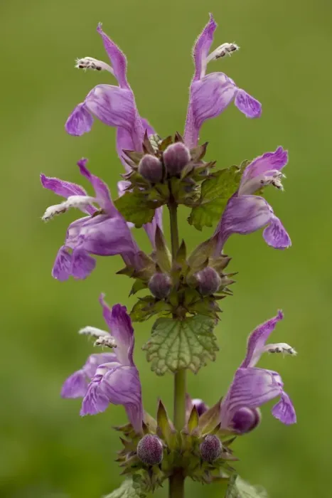 Framed Print : Gargano Dead-nettle (Lamium garganicum) flowering, Italy, May