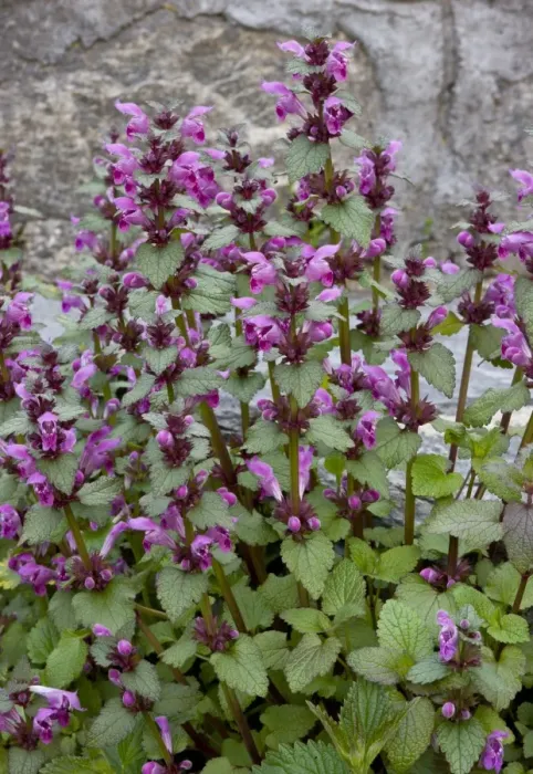 Framed Print : Gargano Dead-nettle (Lamium garganicum) flowering, Bulgaria, may