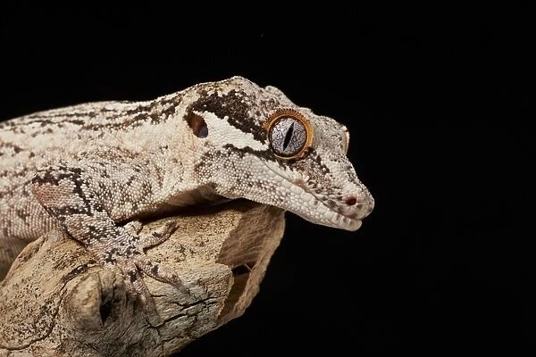 Gargoyle Gecko (Rhacodactylus auriculatus) adult, close-up of head and leg, resting on branch (captive)
