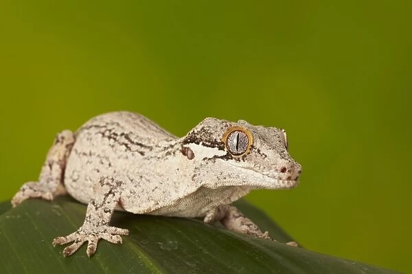 Gargoyle Gecko (Rhacodactylus auriculatus) adult, resting on leaf (captive)
