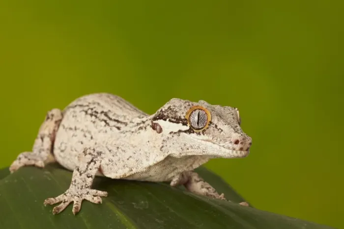 Framed Print : Gargoyle Gecko (Rhacodactylus auriculatus) adult, resting on leaf (captive)