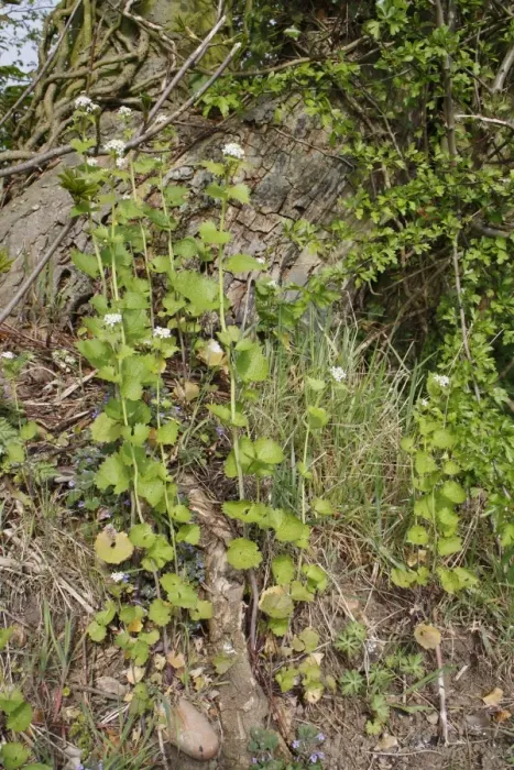 Framed Print : Garlic Mustard (Alliaria petiolata) flowering, growing at base of tree in hedgerow, Bacton, Suffolk, England, april Framed Print : Garlic Mustard (Alliaria petiolata) flowering, growing at base of tree in hedgerow, Bacton, Suffolk, England, april