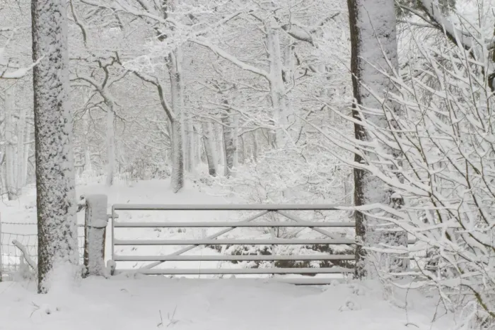 Framed Print : Gate into Sessile Oak (Quercus petraea) woodland after snowstorm, Powys, Wales, March Framed Print : Gate into Sessile Oak (Quercus petraea) woodland after snowstorm, Powys, Wales, March