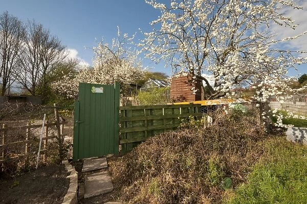 Gate in urban allotment garden with trees in blossom, Norwich, Norfolk, England, april