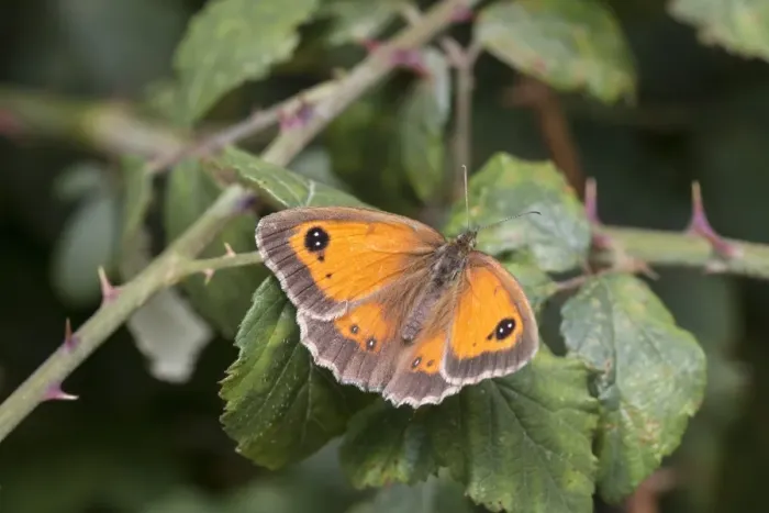 Framed Print : Gatekeeper Butterfly on bramble, Female, July, Suffolk Framed Print : Gatekeeper Butterfly on bramble, Female, July, Suffolk