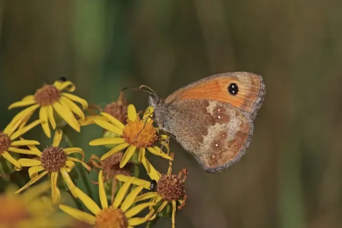 Framed Print : Gatekeeper (Pyronia tithonus) adult, feeding on flowers, Suffolk, England, August Framed Print : Gatekeeper (Pyronia tithonus) adult, feeding on flowers, Suffolk, England, August