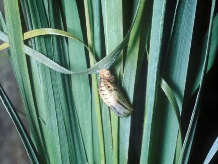 Framed Print : Gatekeeper (Pyronia tithonus) pupa