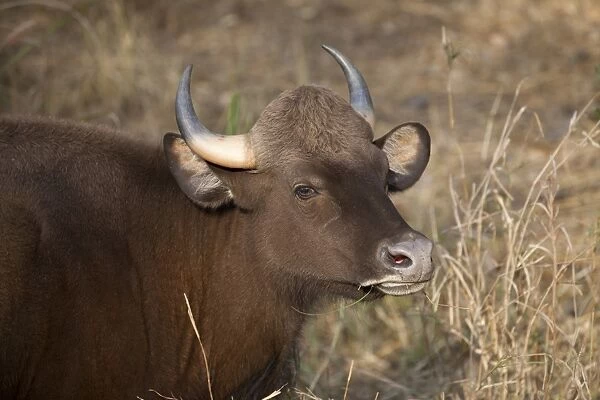 Gaur (Bos gaurus) adult female, close-up of head, feeding on grass, Kanha N. P. Madhya Pradesh, India