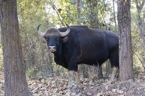 Gaur (Bos gaurus) adult male, standing in forest, Kanha N. P. Madhya Pradesh, India, March