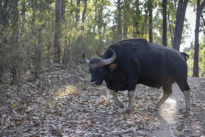 Framed Print : Gaur (Bos gaurus) adult male, walking on track in forest, Kanha N. P. Madhya Pradesh, India, March Framed Print : Gaur (Bos gaurus) adult male, walking on track in forest, Kanha N. P. Madhya Pradesh, India, March