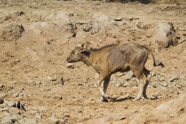 Gaur (Bos gaurus) calf, trotting on dry soil near waterhole, Tadoba N. P. Maharashtra, India, February