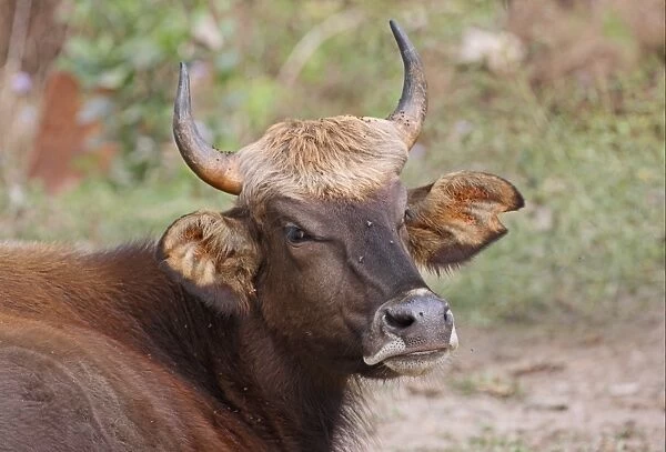 Gaur (Bos gaurus gaurus) immature, close-up of head, being bothered by flies, Nameri, Assam, India, january