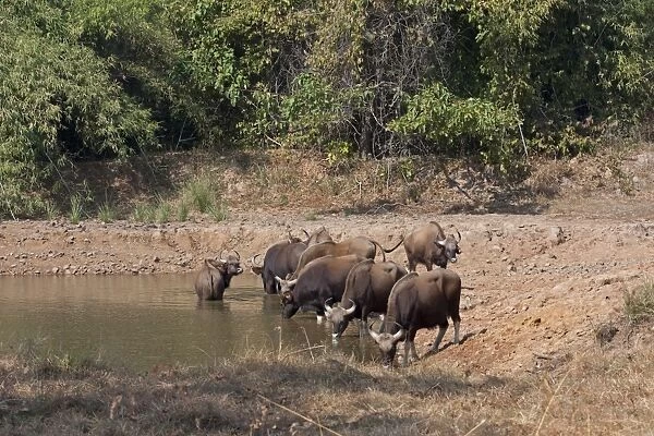 Gaur (Bos gaurus) herd, drinking at waterhole, Tadoba N. P. Maharashtra, India, February