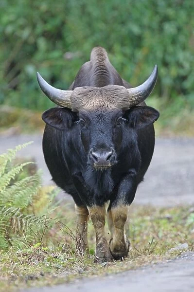 Gayal (Bos frontalis) adult, domesticated gaur kept by hilltribes, walking beside road, Arunachal Pradesh, India