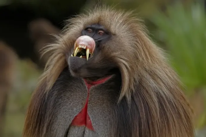 Framed Print : Gelada Baboon (Theropithecus gelada) adult male, close-up of head, folding upper lip in lip-flip display, Simien Mountains, Ethiopia Framed Print : Gelada Baboon (Theropithecus gelada) adult male, close-up of head, folding upper lip in lip-flip display, Simien Mountains, Ethiopia