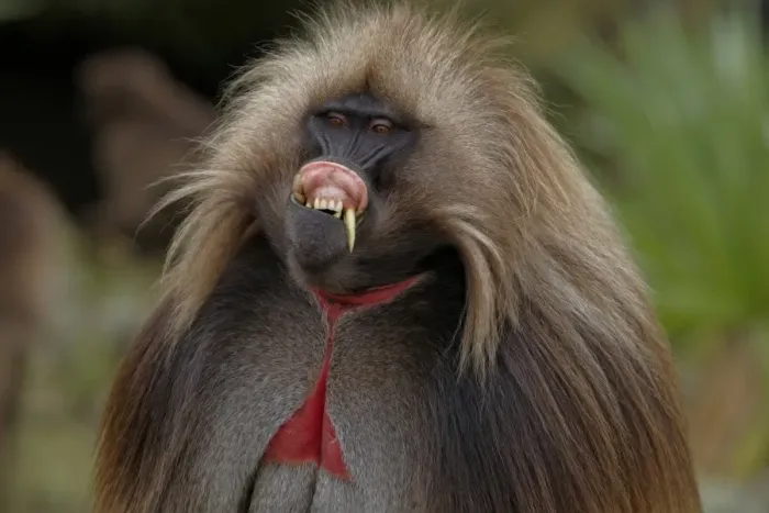 Framed Print : Gelada (Theropithecus gelada) adult male, in lip-flip display, Simien Mountains, Ethiopia Framed Print : Gelada (Theropithecus gelada) adult male, in lip-flip display, Simien Mountains, Ethiopia