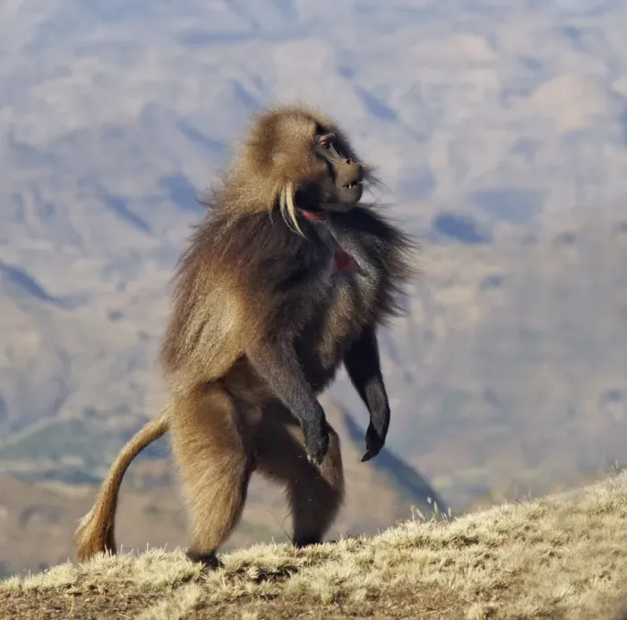 Framed Print : Gelada (Theropithecus gelada) adult male, standing on hind legs, Simien Mountains, Ethiopia Framed Print : Gelada (Theropithecus gelada) adult male, standing on hind legs, Simien Mountains, Ethiopia
