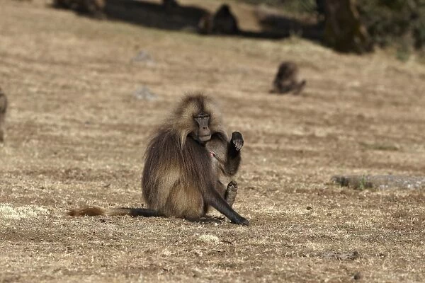 Gelada (Theropithecus gelada) adult male, with paw and foot raised, Simien Mountains, Ethiopia
