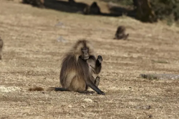 Framed Print : Gelada (Theropithecus gelada) adult male, with paw and foot raised, Simien Mountains, Ethiopia Framed Print : Gelada (Theropithecus gelada) adult male, with paw and foot raised, Simien Mountains, Ethiopia