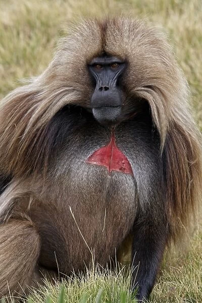 Gelada (Theropithecus gelada) adult male, with bright red chest signaling patch, Simien Mountains, Ethiopia
