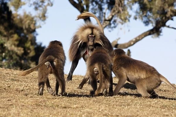 Gelada (Theropithecus gelada) adult male, confronted by aggressive females, Simien Mountains, Ethiopia