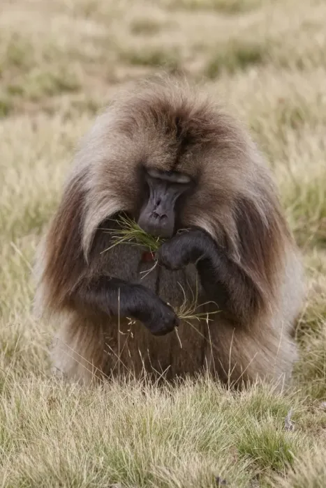 Framed Print : Gelada (Theropithecus gelada) adult male, feeding, grazing on grass, Simien Mountains, Ethiopia Framed Print : Gelada (Theropithecus gelada) adult male, feeding, grazing on grass, Simien Mountains, Ethiopia