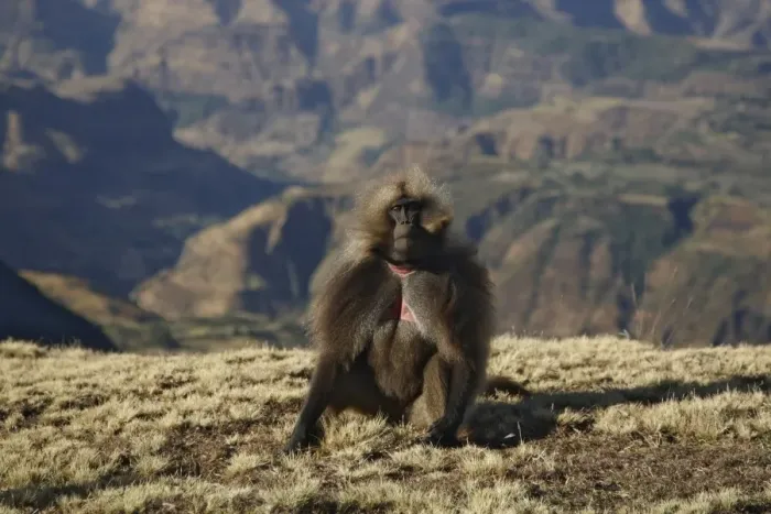 Framed Print : Gelada (Theropithecus gelada) adult male, sitting in mountain habitat, Simien Mountains, Ethiopia
