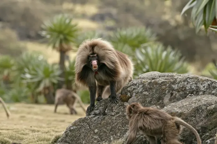 Framed Print : Gelada (Theropithecus gelada) adult male, in lip-flip threatening display towards female, Simien Mountains, Ethiopia Framed Print : Gelada (Theropithecus gelada) adult male, in lip-flip threatening display towards female, Simien Mountains, Ethiopia