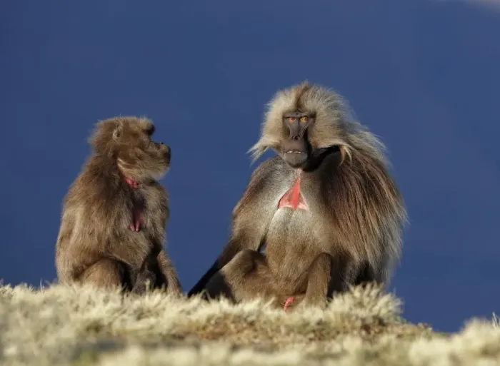 Framed Print : Gelada (Theropithecus gelada) adult male and female, sitting together, Simien Mountains, Ethiopia Framed Print : Gelada (Theropithecus gelada) adult male and female, sitting together, Simien Mountains, Ethiopia