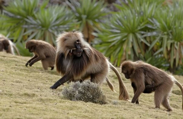Gelada (Theropithecus gelada) adult male with females and young, leading troop through afro-alpine heathland, Simien Mountains, Ethiopia