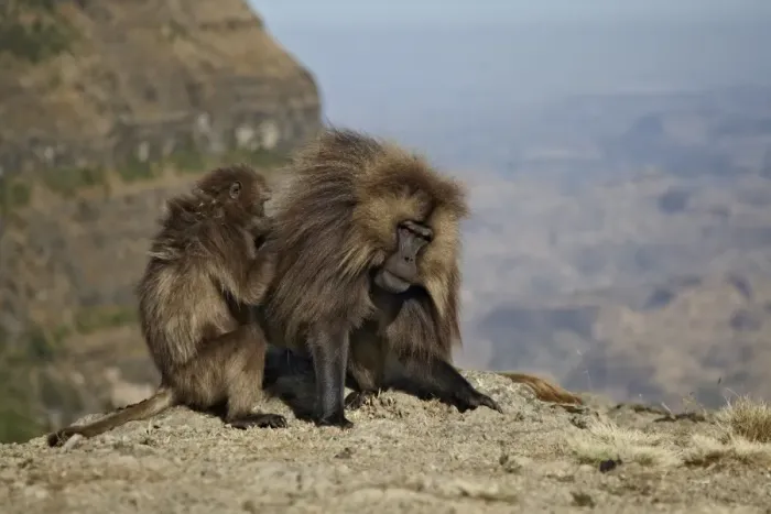 Framed Print : Gelada (Theropithecus gelada) adult male being groomed by female, Simien Mountains, Ethiopia Framed Print : Gelada (Theropithecus gelada) adult male being groomed by female, Simien Mountains, Ethiopia