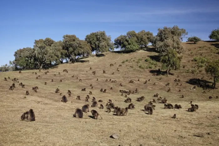 Framed Print : Gelada (Theropithecus gelada) adult males, females and young, troop grooming and grazing on grassy hill Framed Print : Gelada (Theropithecus gelada) adult males, females and young, troop grooming and grazing on grassy hill
