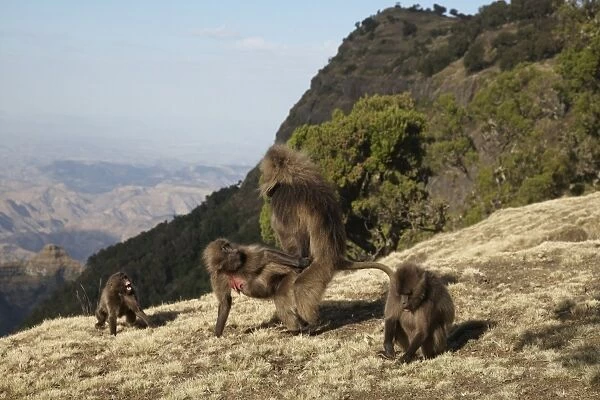Gelada (Theropithecus gelada) adult pair, mating, male forcing himself onto female, Simien Mountains, Ethiopia