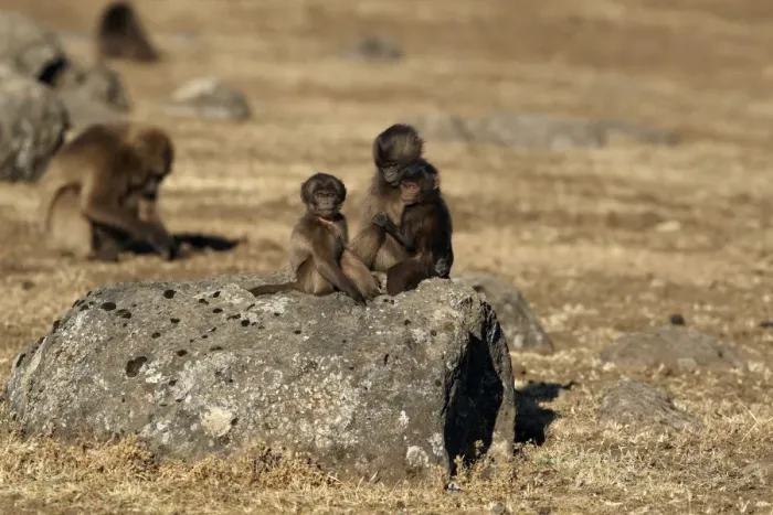 Framed Print : Gelada (Theropithecus gelada) young, three different ages, sitting together on rock, Simien Mountains, Ethiopia Framed Print : Gelada (Theropithecus gelada) young, three different ages, sitting together on rock, Simien Mountains, Ethiopia