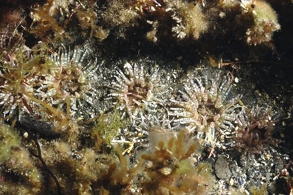 Gem Anemone (Bunodactis verrucosa) adults, group underwater on seabed, Kimmeridge Bay, Dorset, England, may