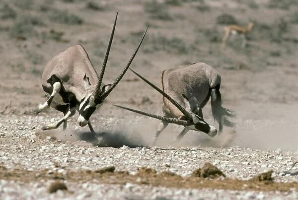 Gemsbok (Dryx gazella) two adult males, fighting, Etosha N. P. Namibia